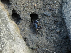 Pseudohelice subquadrata