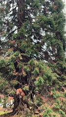 Cryptomeria japonica