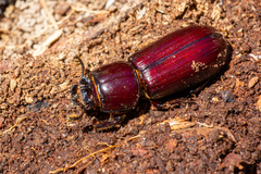 Aulacocyclus edentulus