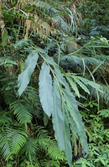 Alpinia