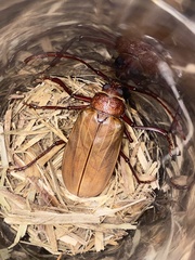 Agrianome spinicollis