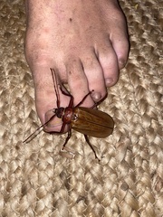 Agrianome spinicollis