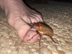 Agrianome spinicollis