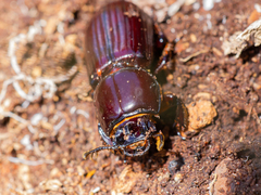 Aulacocyclus edentulus