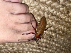 Agrianome spinicollis