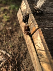 Auricularia auricula-judae