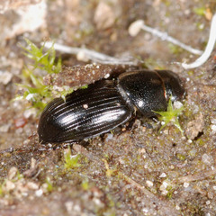 Calamosternus granarius