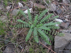 Froriepia subpinnata