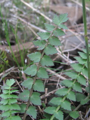 Froriepia subpinnata