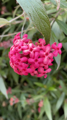 Arachnothryx leucophylla