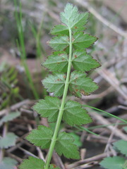 Froriepia subpinnata