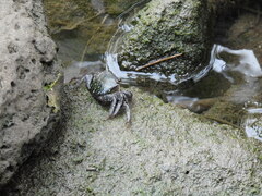 Metopograpsus