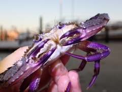 Achelous xantusii