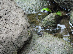 Metopograpsus