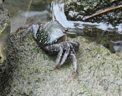 Metopograpsus