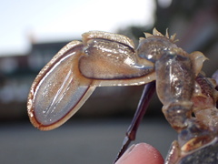 Achelous xantusii