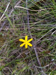 Tricoryne elatior