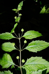 Hyptis capitata
