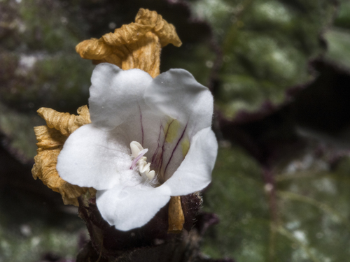 Strobilanthes alternata