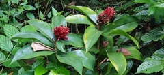 Costus