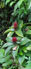 Costus