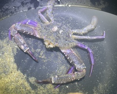 Achelous xantusii