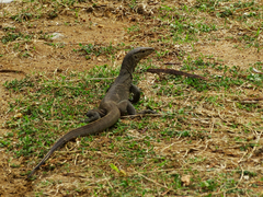 Varanus bengalensis
