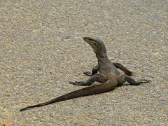 Varanus bengalensis