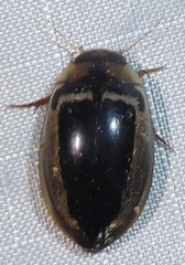 Hydaticus luczonicus