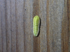 Lycaenidae
