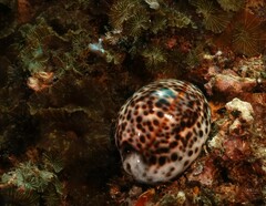 Cypraea tigris