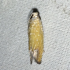 Eucosma floridana