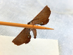 Parepisparis multicolora