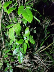Tetrastigma hemsleyanum