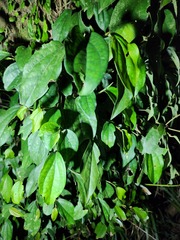 Tetrastigma hemsleyanum