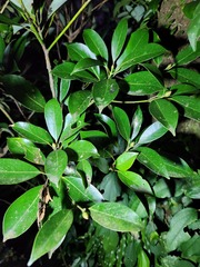 Tetrastigma hemsleyanum