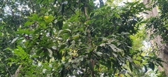 Mangifera