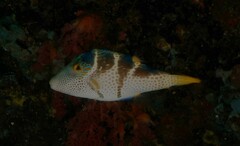 Canthigaster valentini