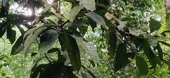 Mangifera