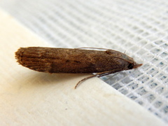 Lamoria eumeces