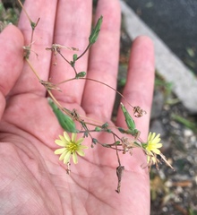 Lactuca serriola