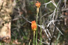 Kniphofia
