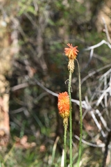 Kniphofia