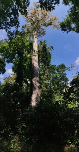Image of Dracontomelon dao by (c) T R Shankar Raman, some rights reserved (CC BY)