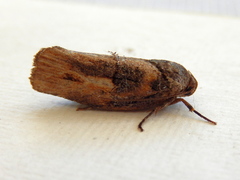 Illidgea epigramma