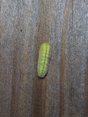 Lycaenidae