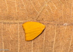 Earias luteolaria