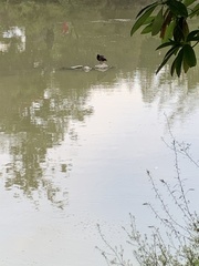 Aythya novaeseelandiae