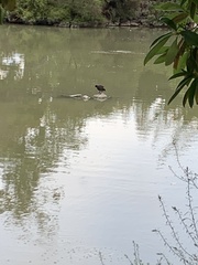 Aythya novaeseelandiae