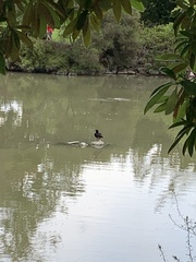 Aythya novaeseelandiae